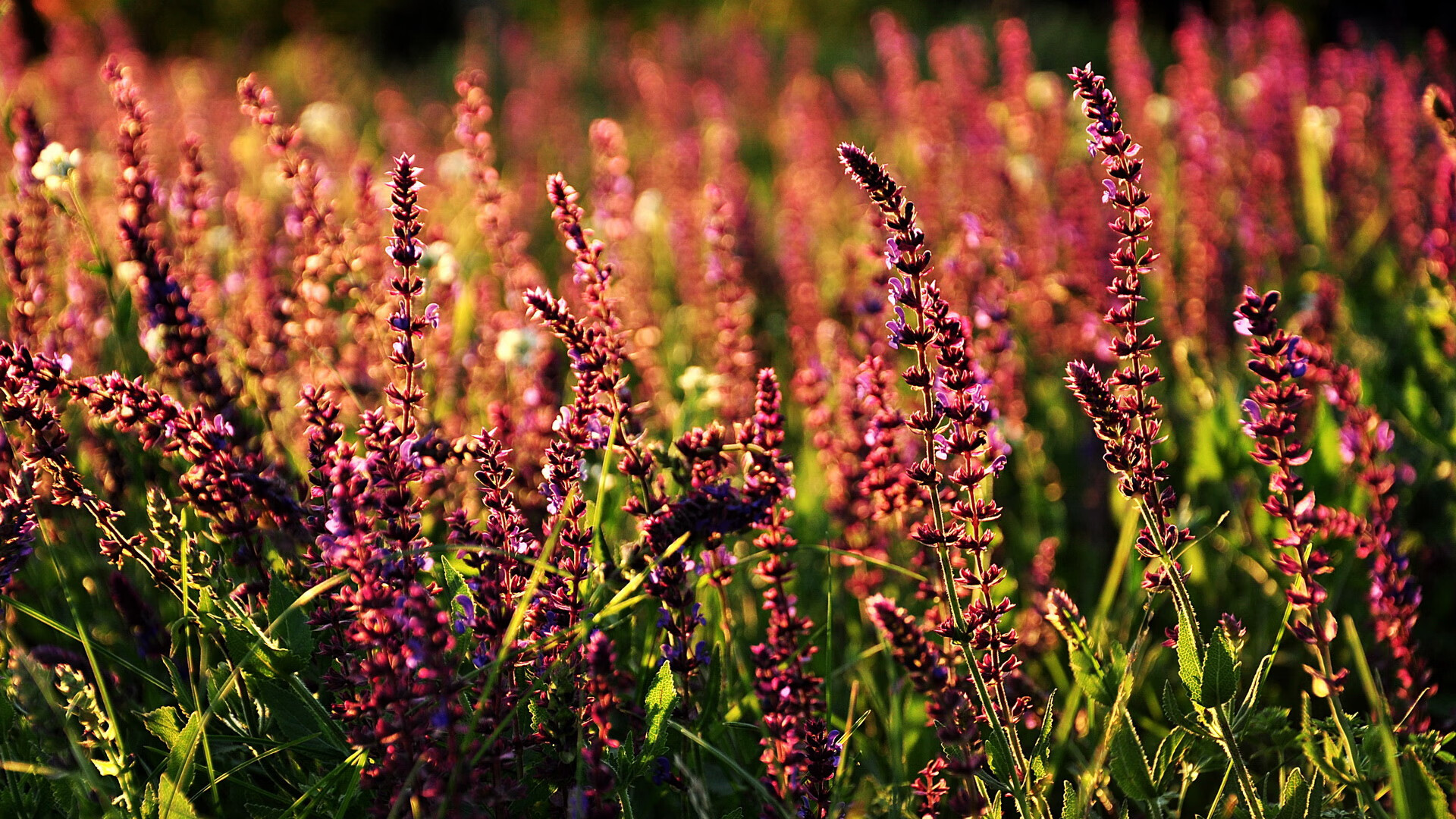 冷门背后的奥运暗战,步行者掀翻掘金的非典型关键战如何搅动国家队格局