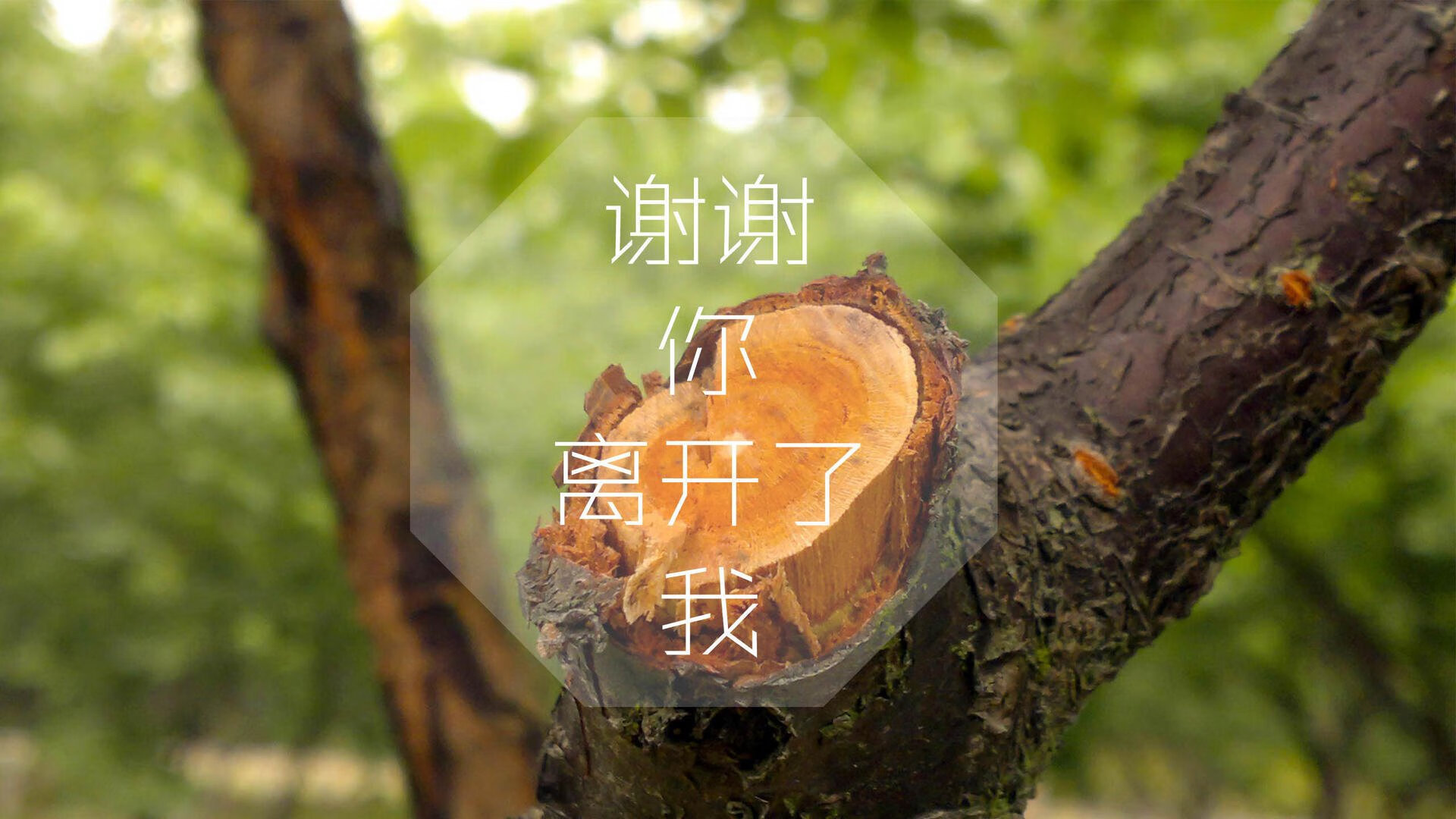 1.北极光下的非洲雄狮,布罗佐维奇如何用跑动撕碎2026世界杯最大悬念